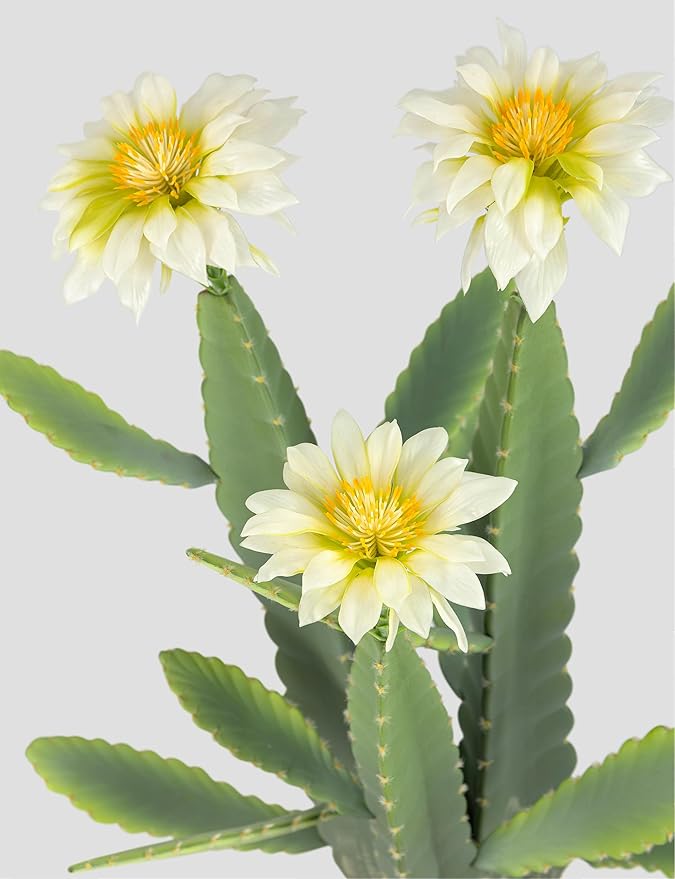 33 Inch Large Artificial Cactus with Lilly White Flowers in Pot with Natural Gravel. Satin Finish Leaves with Real Look and Feel. Outdoor and Indoor Faux Plants.