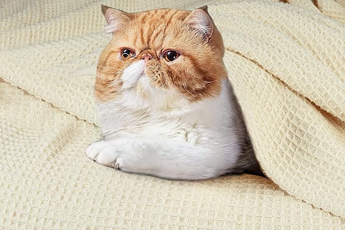 Tex Trend 100% Cotton Blankets King Size – Durable and Versatile Waffle Weave Blankets for Year Round Coziness – Breathable & Lightweight - Ivory (90”x108”)